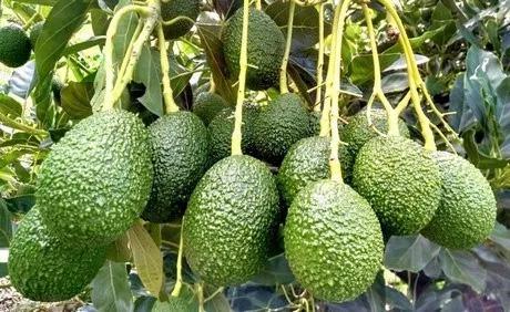 Human Resource Development