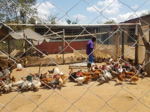 Commercial kienyeji Chicken