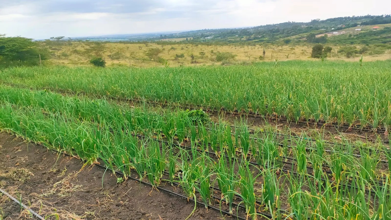 Regenerative Agriculture